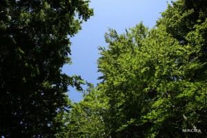 IMG 9810 web